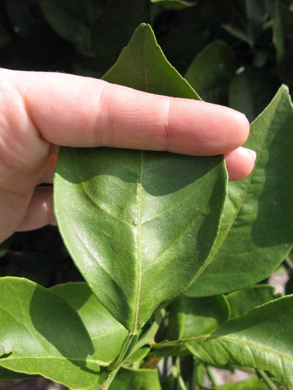            Unifoliolate leaf (Itaborai, Winter Haven, FL)   
